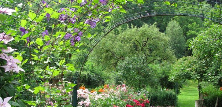 flori urcătoare trandafiri clematite glicina