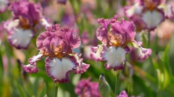 Iris