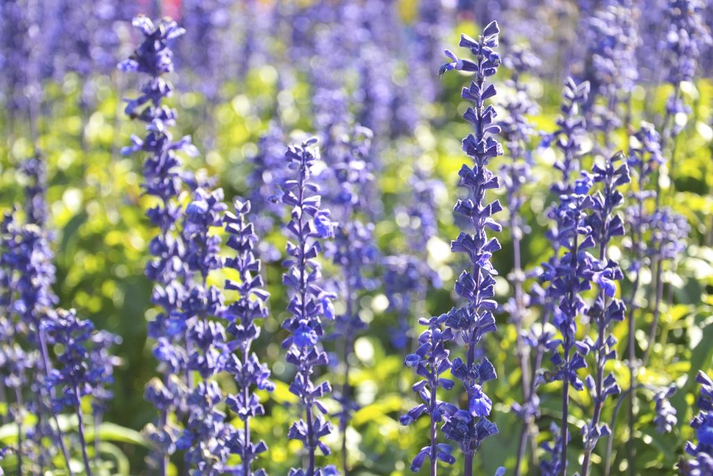 salvia de grădina