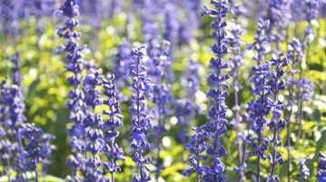 salvia de grădina