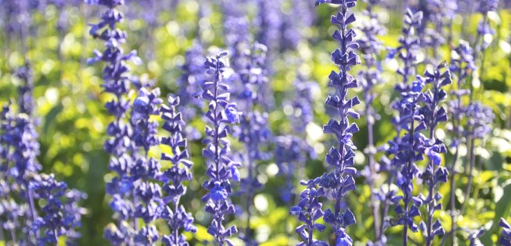 salvia de grădina