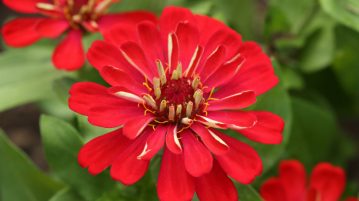 Zinnia