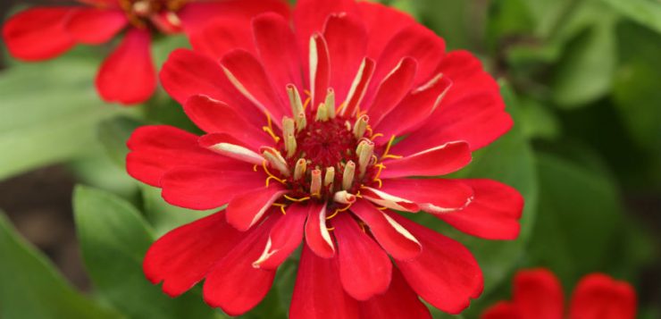 Zinnia
