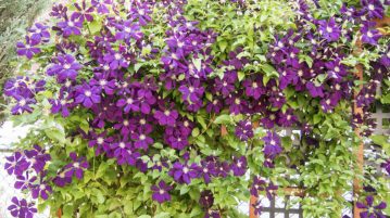 Clematis