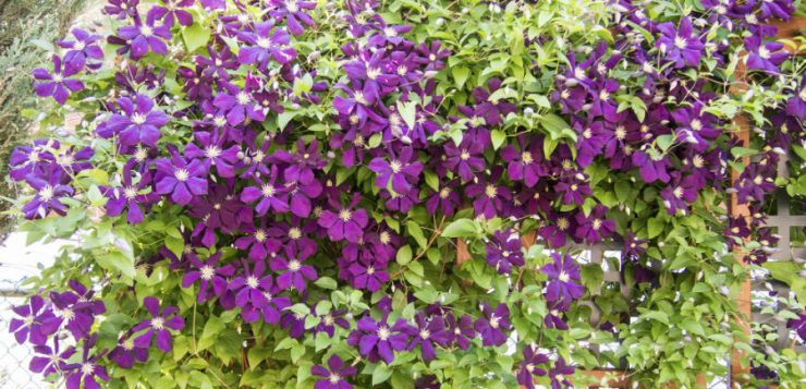 Clematis