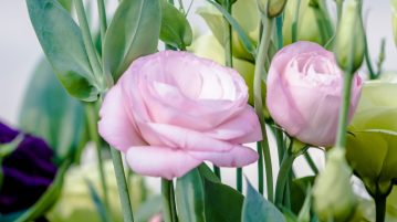 Lisianthus mov