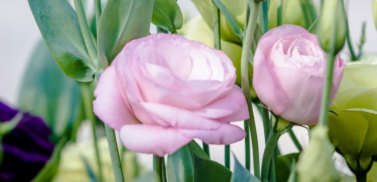 Lisianthus mov