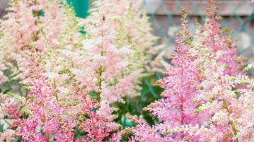 flori delicate astilbe