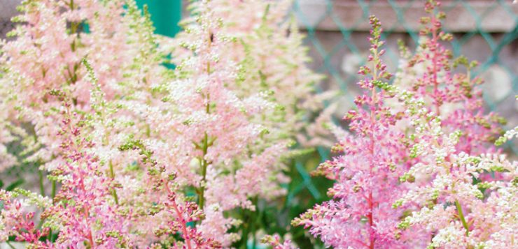 flori delicate astilbe