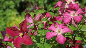 Clematitele perfecte