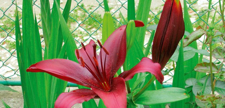 crini asiatici diverse culori