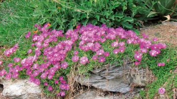 amenajare cu aer alpin cu floare-de-cristal si pietre