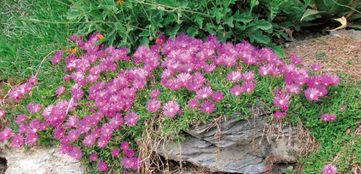 amenajare cu aer alpin cu floare-de-cristal si pietre
