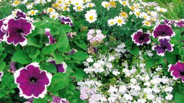amestecuri florale petunii verbine, margarete, lobelii