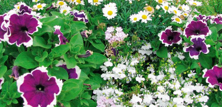 amestecuri florale petunii verbine, margarete, lobelii