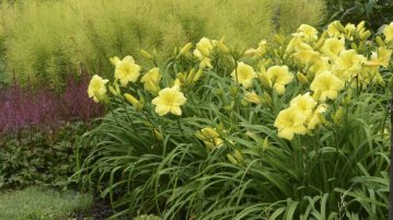 hemerocallis