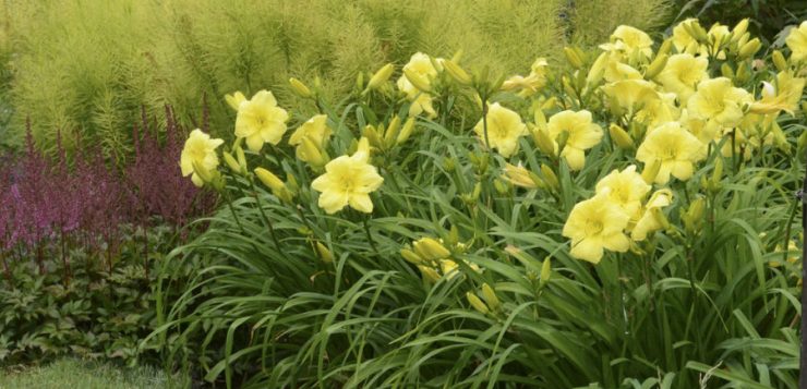 hemerocallis
