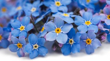 myosotis