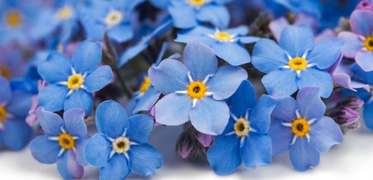 myosotis