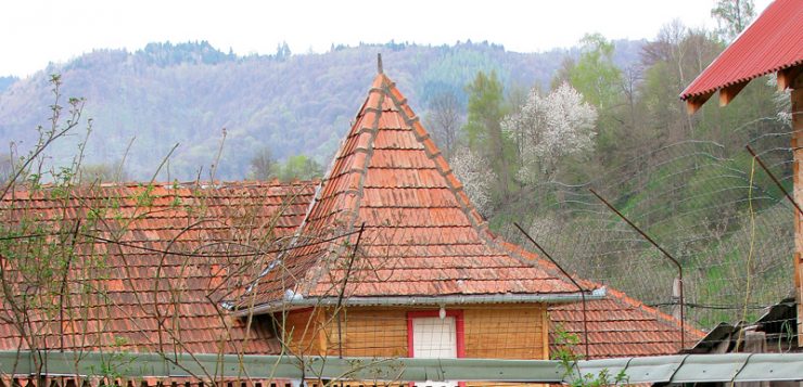 straturi cu flori cu narcise albe si galbene