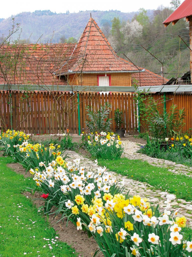straturi cu flori cu narcise albe si galbene