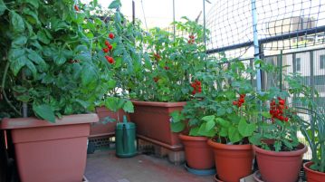 Deliciile de pe balcon