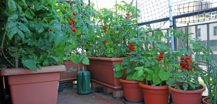 Deliciile de pe balcon