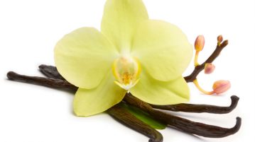 Vanilla