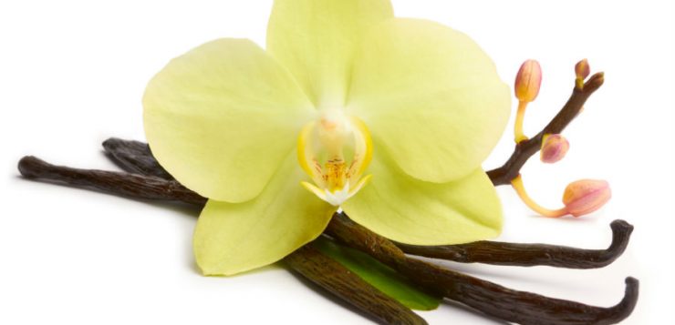 Vanilla