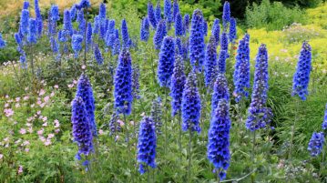 Delphinium