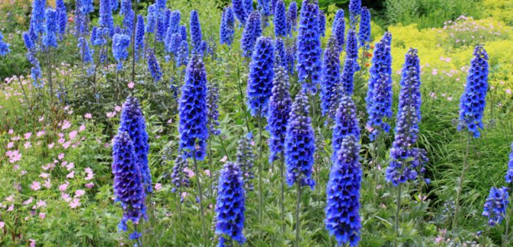 Delphinium