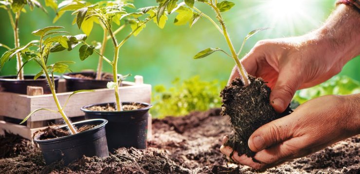 gradinarit ecologic