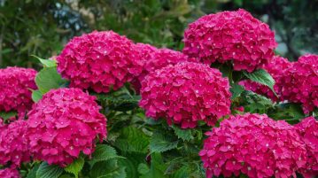 Hortensia