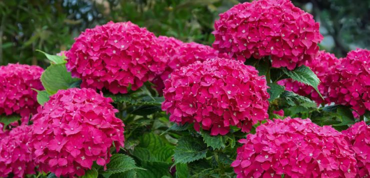 Hortensia