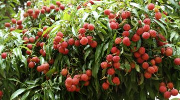 arbore Litchi
