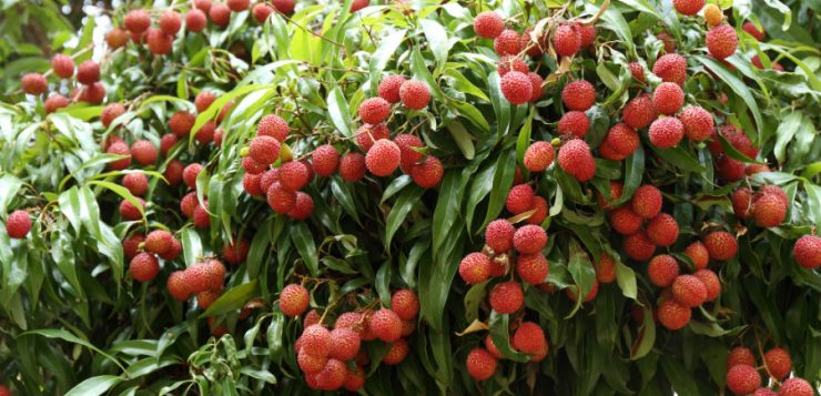 arbore Litchi