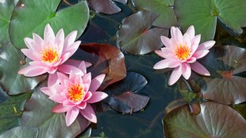 Nymphaea