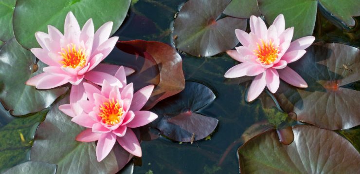 Nymphaea