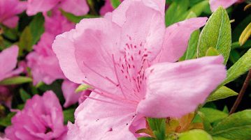 flori roz rododendron