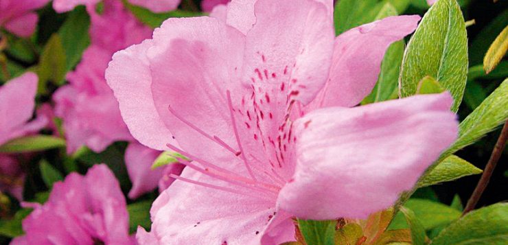 flori roz rododendron