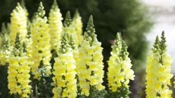 Antirrhinum
