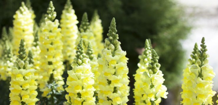 Antirrhinum