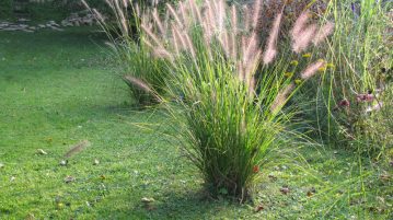ierburi decorative Pennisetum