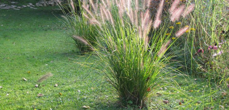 ierburi decorative Pennisetum