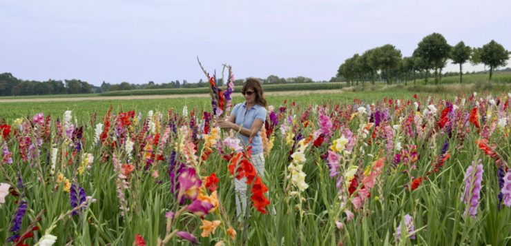 Colecția de gladiole