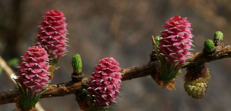 curiozitățile plantelor
