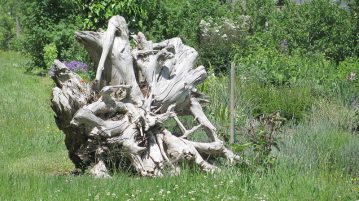 puncte de interes radacina de arbore
