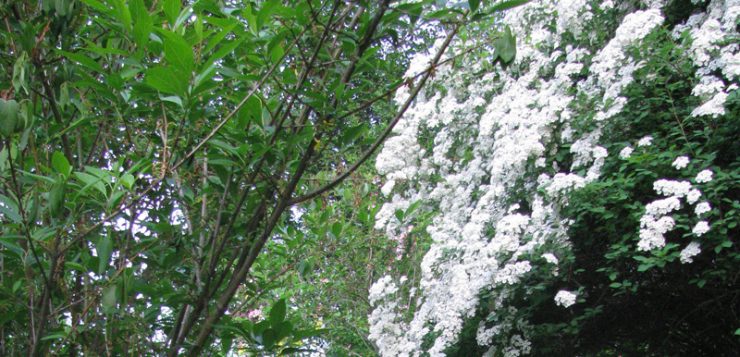 peisaje montane rododendron