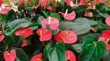 plante de interior Anthurium