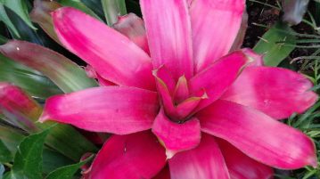 Bromeliile